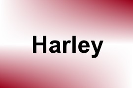 Harley name image