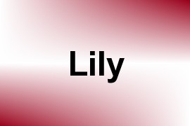 Lily name image