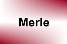 Merle name image