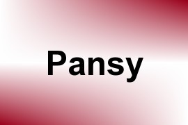 Pansy name image