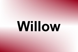 Willow name image